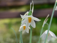 /album/fotogalerie-nabidka/leucojum-nicaense-detail2-jpg1/